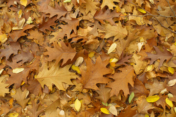 Dry brown fallen leaves of northern red oak on the ground in November