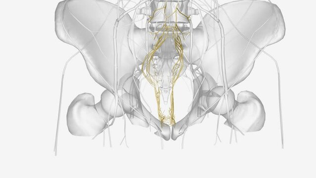 The abdominal and pelvic viscera receive their motor innervation from autonomics derived from both the sympathetic and parasympathetic nervous systems .