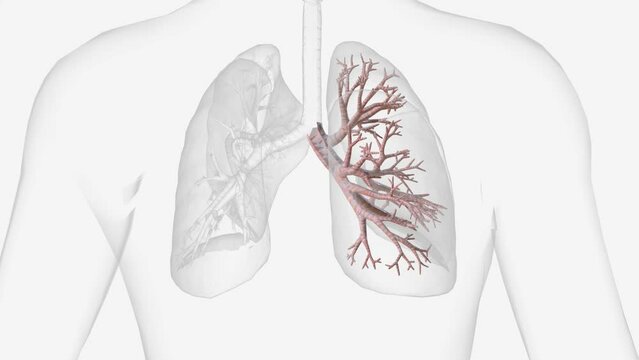 The bronchi are the two large tubes that carry air from your windpipe to your lungs.