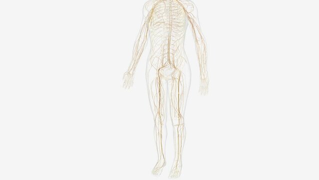 The somatic nervous system (SNS) includes all nerves that run to and from the spinal cord .