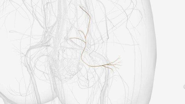 Right inferior gluteal nerve L5 S1 S2 .