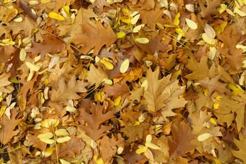 Cover of brown fallen leaves of northern red oak on the ground in November