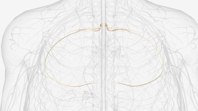 T3, T4, T5 are largely responsible for supplying the chest and the upper organs of the thoracic cavity .