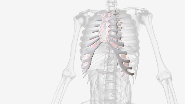 Connective tissue of rib cage 3d medical