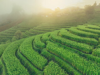 Landscape of green rice terrace with mist in the morning. Nature landscape. Green rice farm....
