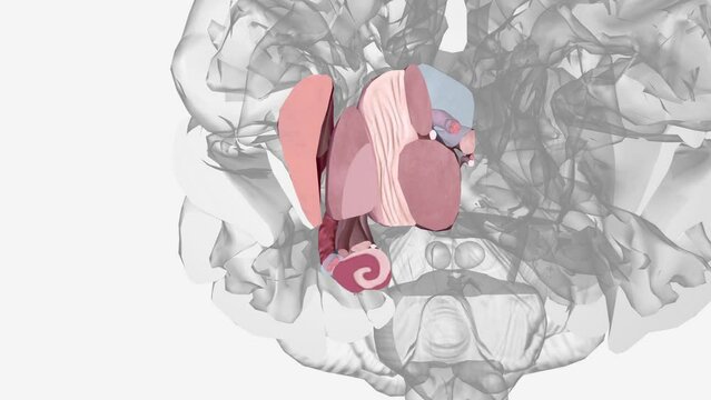 The human brain is basically symmetrical, split down the middle: the right cerebral hemisphere receives sensory input from and directs movement on the left .