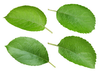 Apple leaf isolated on white background