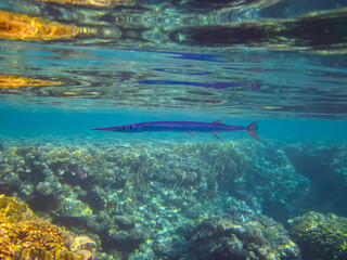 Crocodile garfish in the coral reef of the Red Sea