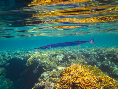 Crocodile garfish in the coral reef of the Red Sea