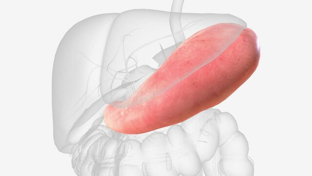 The stomach is a J-shaped organ that digests food.