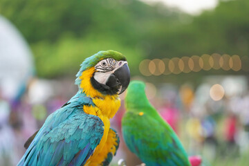 blue and gold macaw free flying parrot