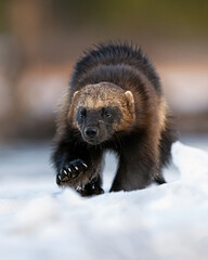 wolverine walking on snow, visible claws