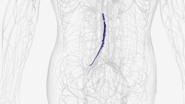 The superior mesenteric vein (SMV) originates in the right iliac fossa and receives venous blood from the terminal ileum, cecum .