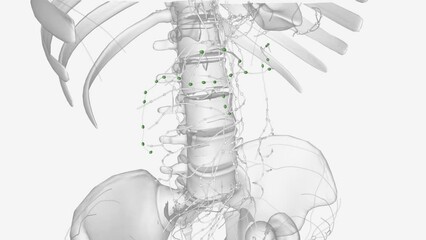 The colic lymph nodes are the large intestinal lymph nodes .