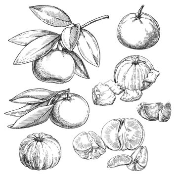 Vector set of hand-drawn illustrations of tangerines isolated on white. Black and white sketches with fresh fruits in engraving style
