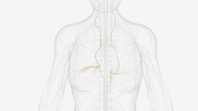 The phrenic nerve is a bilateral, mixed nerve that originates in the neck and descends through the thorax to reach the diaphragm .