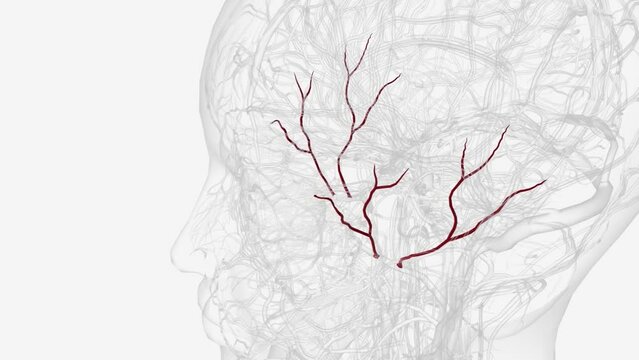 The deep temporal arteries are two arteries of the head.