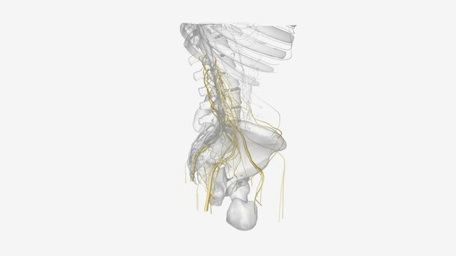 Nerves of pelvis and Iower limb .