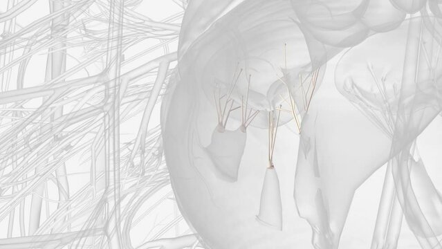 Tricuspid valve chordae tendineae 3d