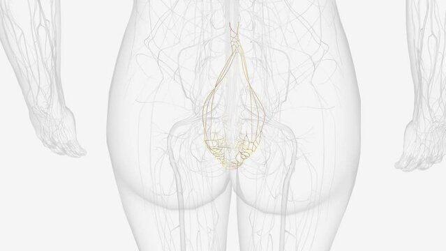 The abdominal and pelvic viscera receive their motor innervation from autonomics derived from both the sympathetic and parasympathetic nervous systems .