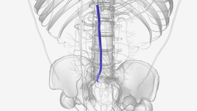 The superior mesenteric vein (SMV) originates in the right iliac fossa and receives venous blood from the terminal ileum, cecum .