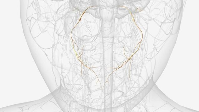 The glossopharyngeal nerve is the 9th cranial nerve (CN IX).