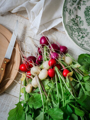 Freshly picked, different color radishes on a white table. Making summer salad