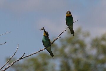 European Bee-eater in the Etosha National Park in Namibia on a beautiful sunny day with clear skies on a branch