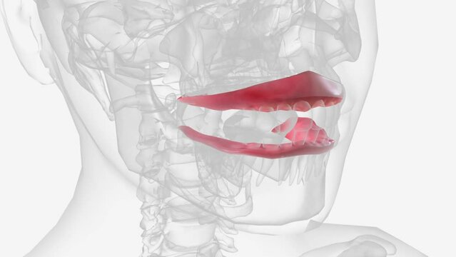 The gingiva (gums) are found in the oral cavity of humans surrounding part of their teeth .