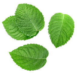 Mint leaf isolated clipping path