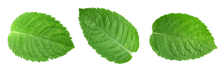 Obraz premium Mint leaf isolated clipping path