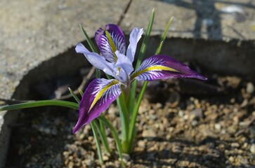 Spring blooming Iris kolpakowskiana in the garden