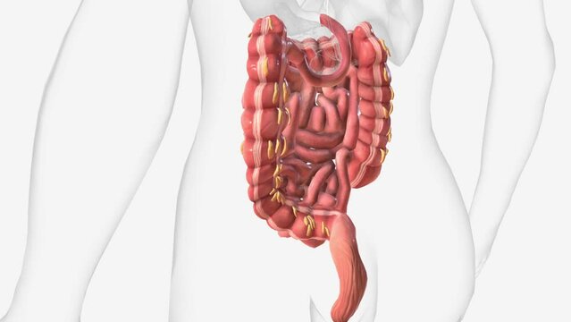 Lower gastrointestinal tract 3d medical