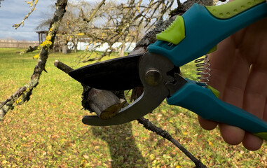 Cutting branches on apple tree use Garden pruning shears. Pruning tree with clippers on backyard in...
