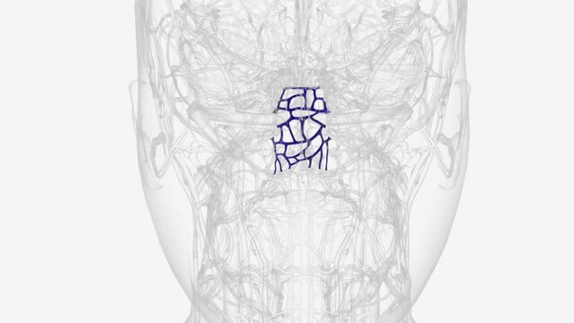 The basilar venous plexus lies between the endosteal and meningeal layers of the dura on the inner surface of the clivus and connects .