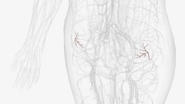Ascending branch of deep circumflex iliac artery .