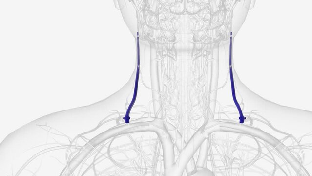 The external jugular vein is a long vein of the neck which drains the scalp and face regions into the subclavian vein .