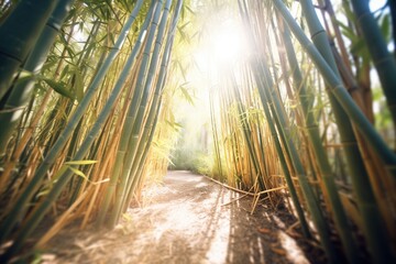 trail through bamboo forest, sunlight creating patterns