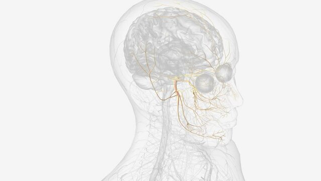 The trigeminal nerve, CN V, is the fifth paired cranial nerve. It is also the largest cranial nerve .
