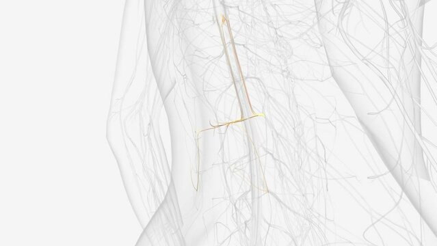 L2, L3 and L4 spinal nerves provide sensation to the front part of your thigh and inner side of your lower leg .