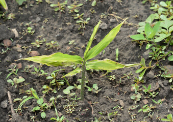 Plant and Grow Ginger,  root ginger (Zingiber officinale) in home garden.