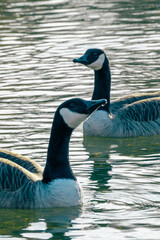 country goose swimming