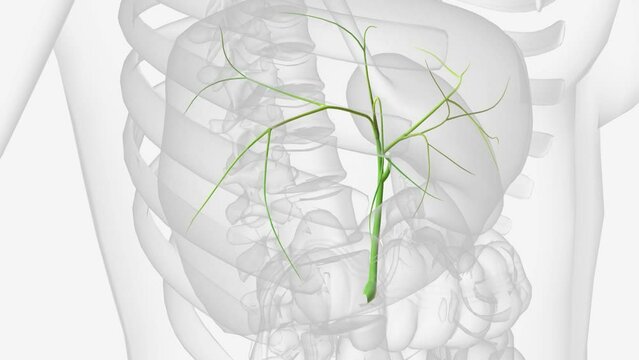 Bile ducts are tiny canals that connect some of the organs in your digestive system.