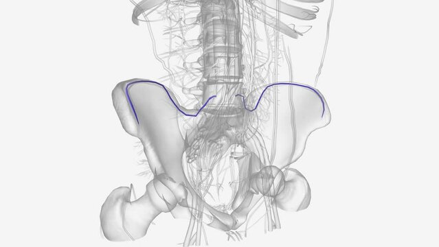 The iliolumbar vein is the vena comitans of the iliolumbar artery.