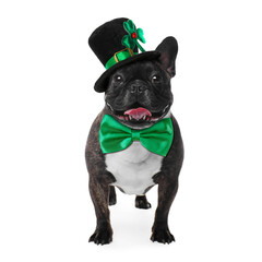 St. Patrick's day celebration. Cute French bulldog with green bow tie and leprechaun hat isolated on white