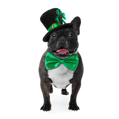 St. Patrick's day celebration. Cute French bulldog with green bow tie and leprechaun hat isolated...
