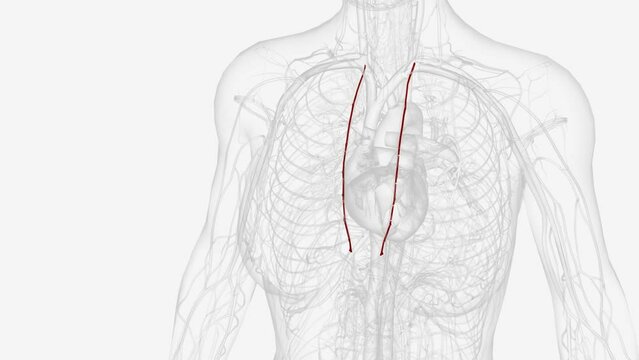 The internal thoracic artery (internal mammary artery) is a long, paired vessel that originates from the proximal part of the subclavian artery