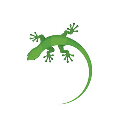 Green lizard gecko