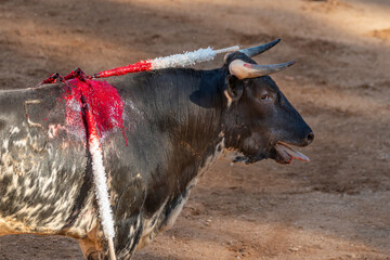 Brave bull in the bullfight arena, Raging bull ready to ram. High quality photo