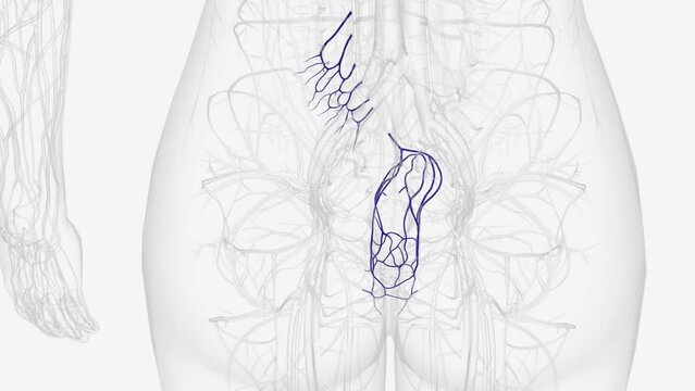Branches of inferior mesenteric vein .